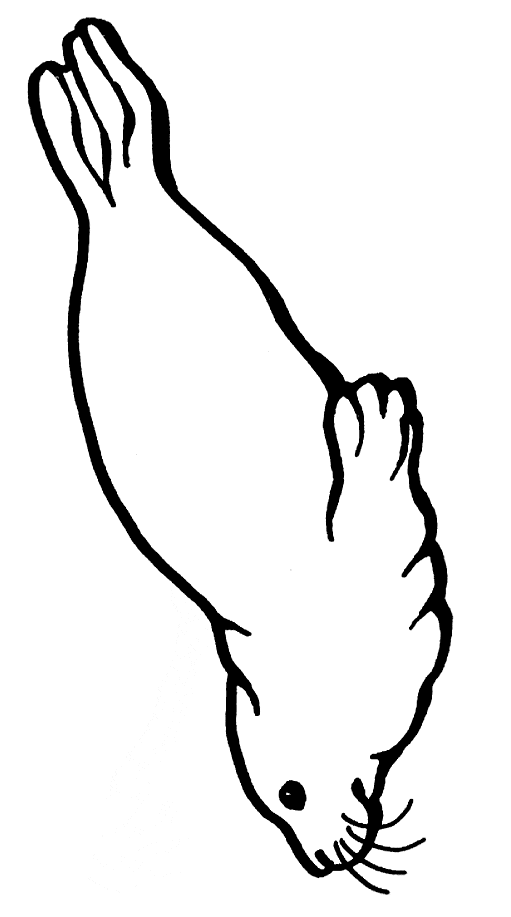 511x917 Sea Lion Coloring Page