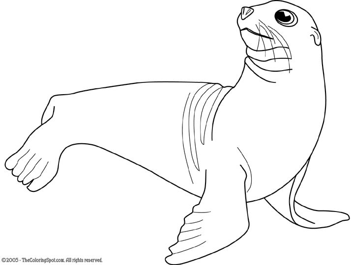 720x540 Sheppard Software Sea Lion. Neat Ideas