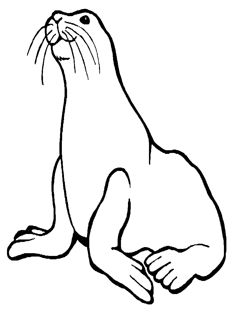 768x1024 Animal Drawings Sea Lion Drawing Coloring ~ Child Coloring