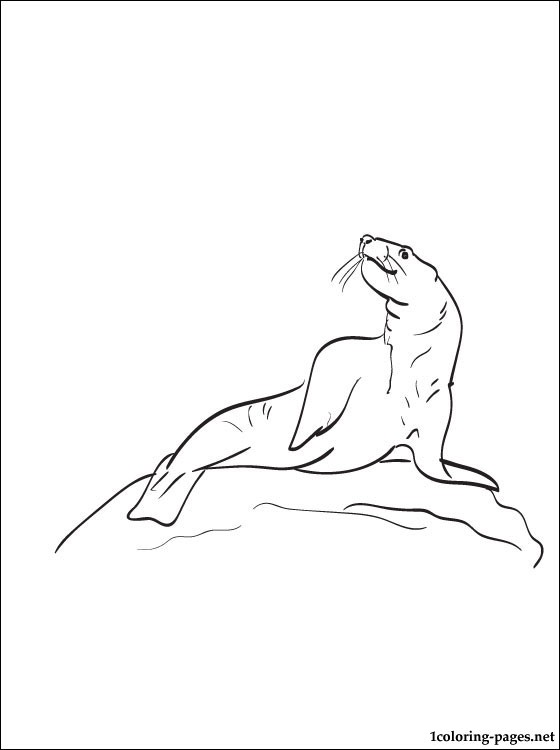 560x750 Sea Lion Coloring Page For Kids Coloring Pages