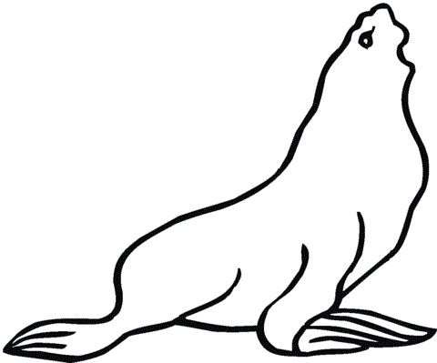 480x399 Sea Lions With Large Body Sea Lions Kids Net And Lions