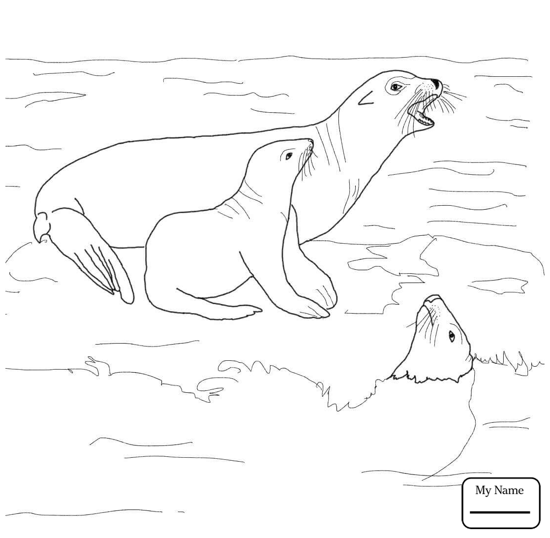 1118x1093 Mammals California Sea Lion Swimming Coloring Pages For Kids