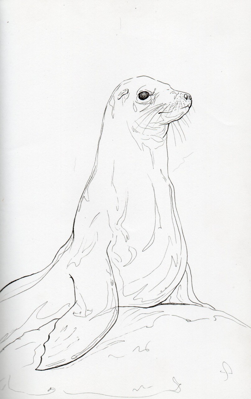 807x1280 Sea Lion (Totem Of The Day) By Keida