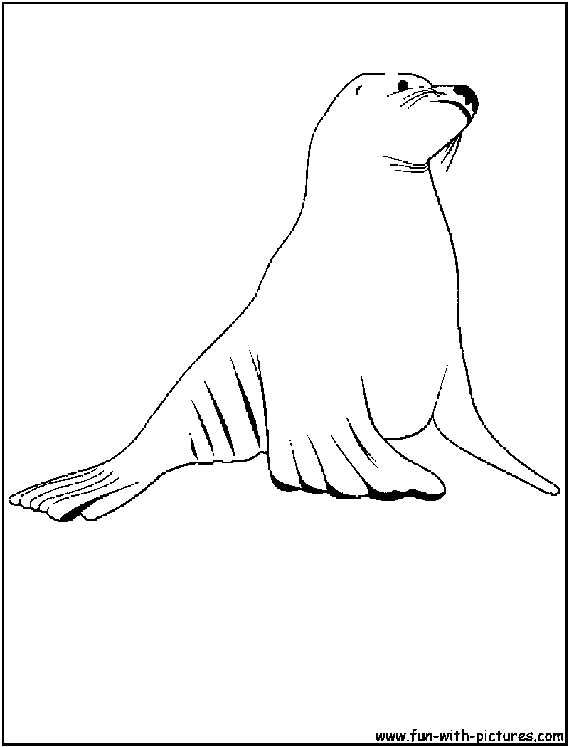 800x1050 Sea Lion Coloring Pages