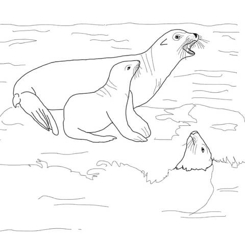 480x469 California Sea Lion With Its Baby Coloring Page Free Printable