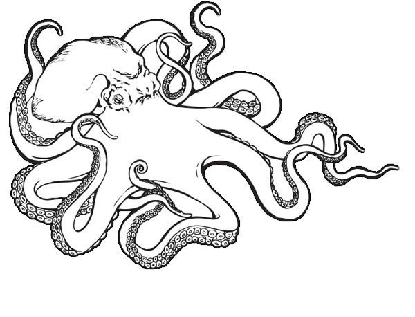 600x458 Octopus, Sea Monster Octopus Coloring Page Embroidery Ideas
