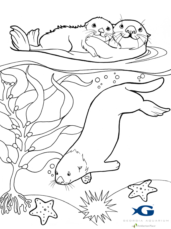 600x802 Sea Otter Coloring Pages Baby Sea Otter Coloring Page