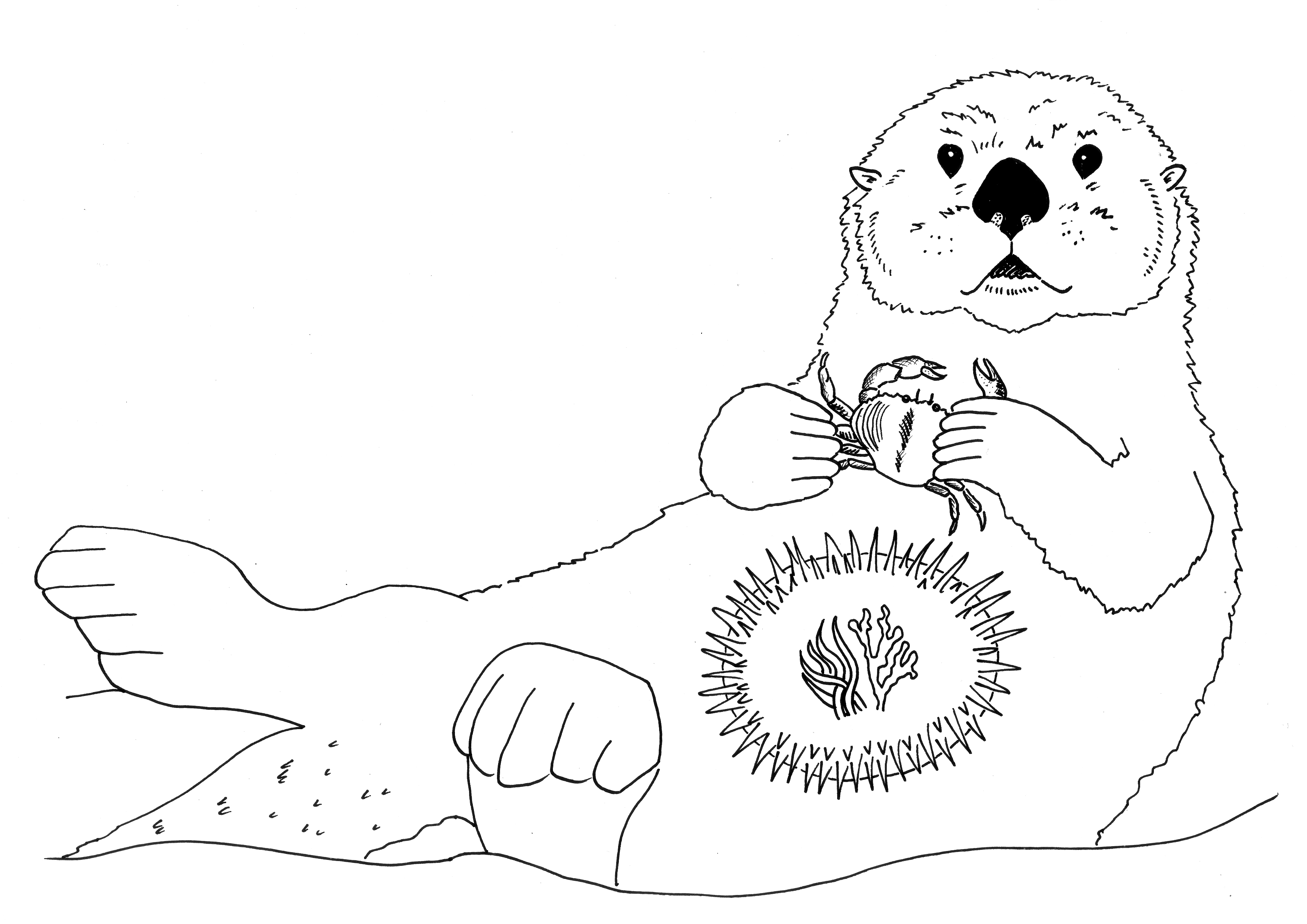 Otter Sea Drawing Otters Coloring Pages Tattoo Cute Clipart Easy ...