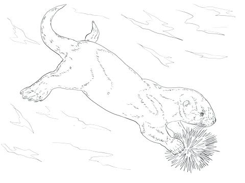 480x360 Sea Urchin Coloring Page Sea Otter Coloring Page Free Download Sea