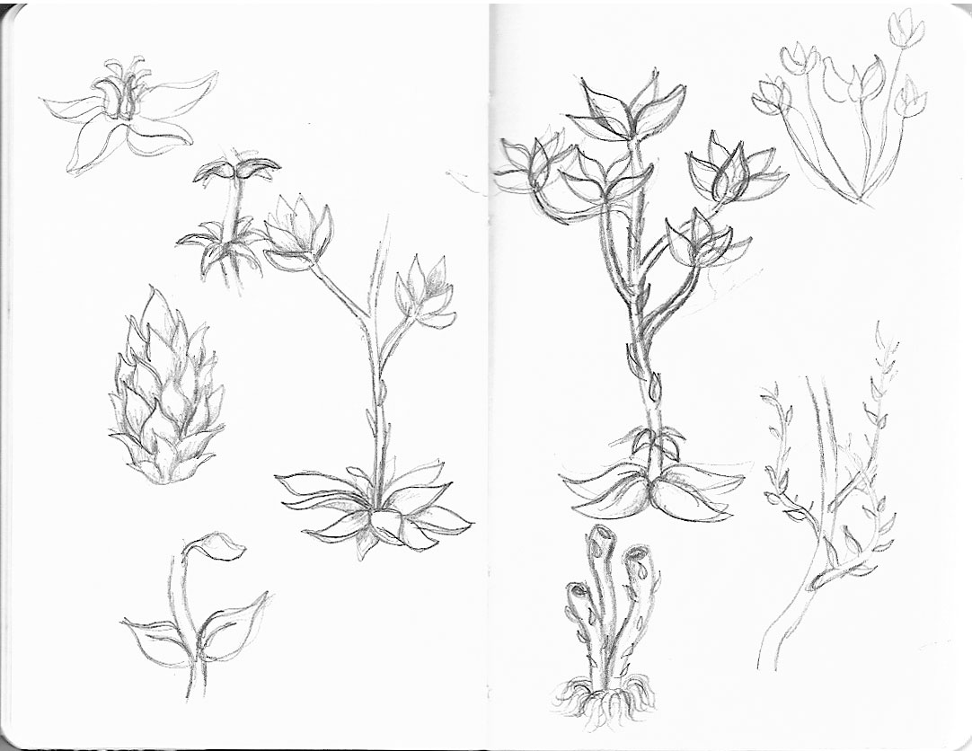 1082x836 Ocean Plants Coloring Pages