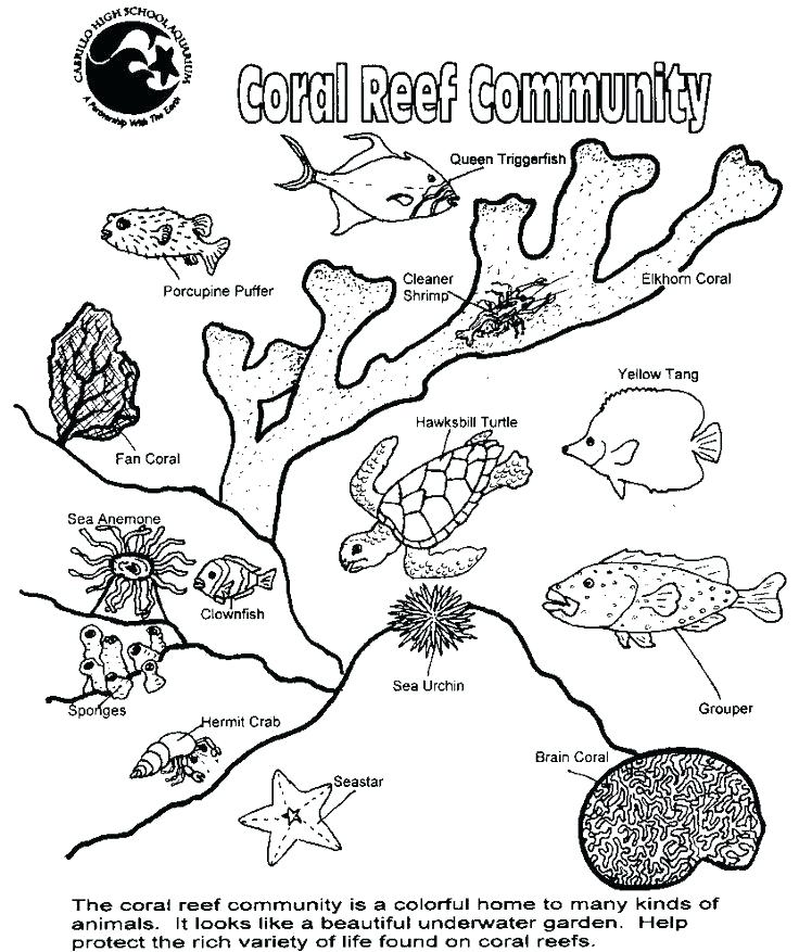 736x877 Plants Coloring Page Coloring Ocean Plants Coloring Pages About