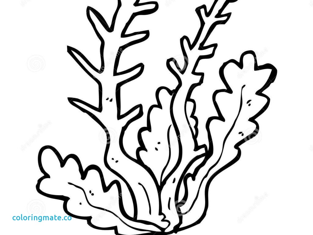 1024x768 29 Sea Plants Coloring Pages