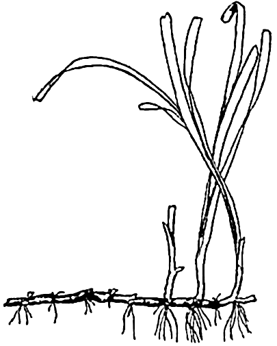 405x505 The Oceans Their Physics, Chemistry, And General Biology