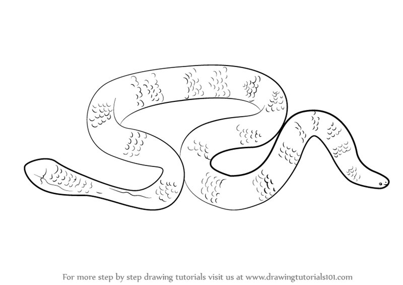 800x565 Learn How To Draw A Leaf Scaled Sea Snake (Snakes) Step By Step