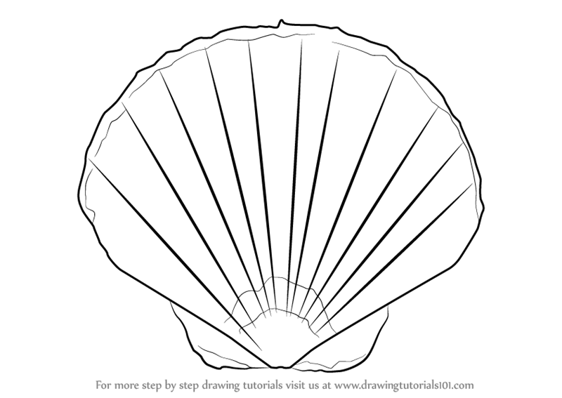 800x567 Learn How To Draw A Seashell (Everyday Objects) Step By Step