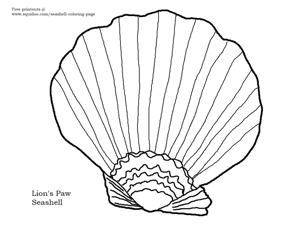 1024x768 New, Free Coloring Page Lion's Paw Seashell Seashells By Millhill