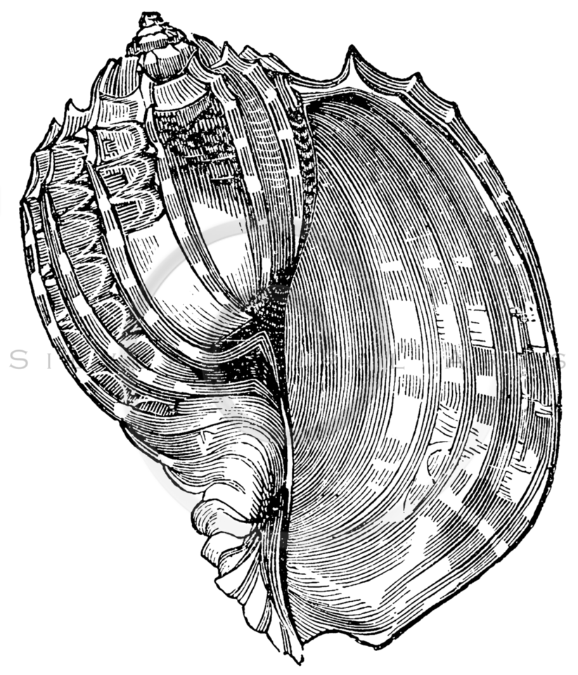 822x960 Royalty Free Stock Vintage Illustrations Photo Keywords Shell