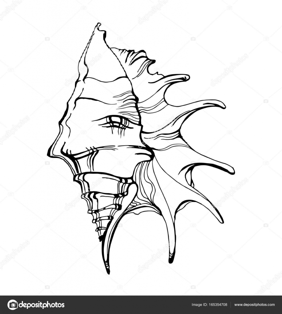 918x1024 Sea Shell, Sketch Style Vector Illustration Isolated On White