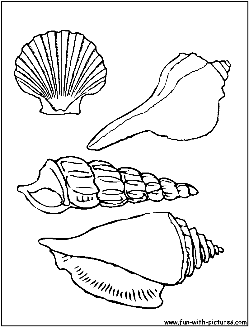 800x1050 Pretty Sea Shells Adult Coloring Book Pagesmore Pins Like This