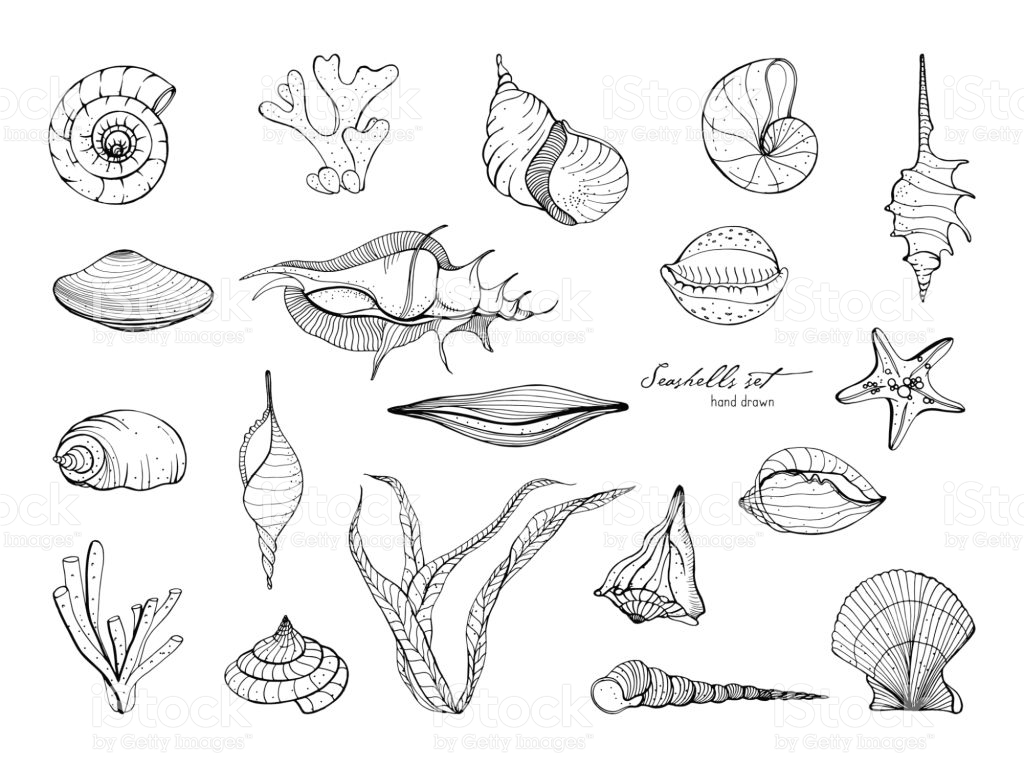 1024x768 Drawn Coral Seashell