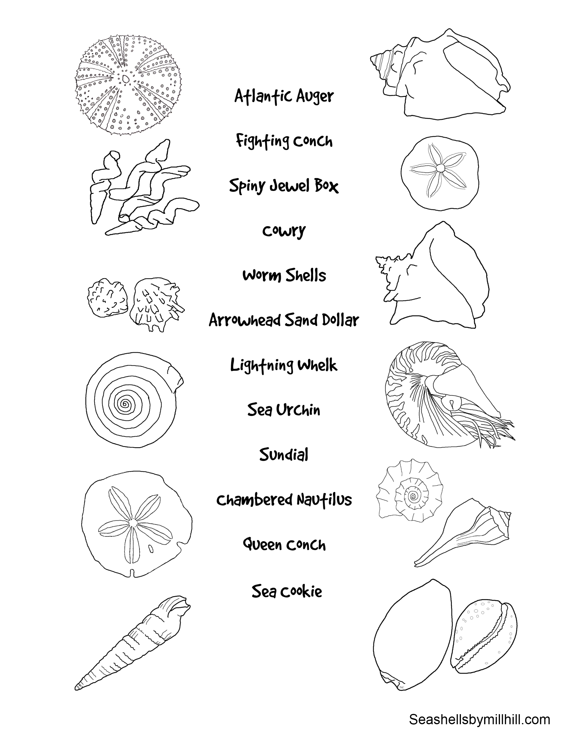 2000x2588 Match The Seashells To Their Names Worksheet Seashells By Millhill