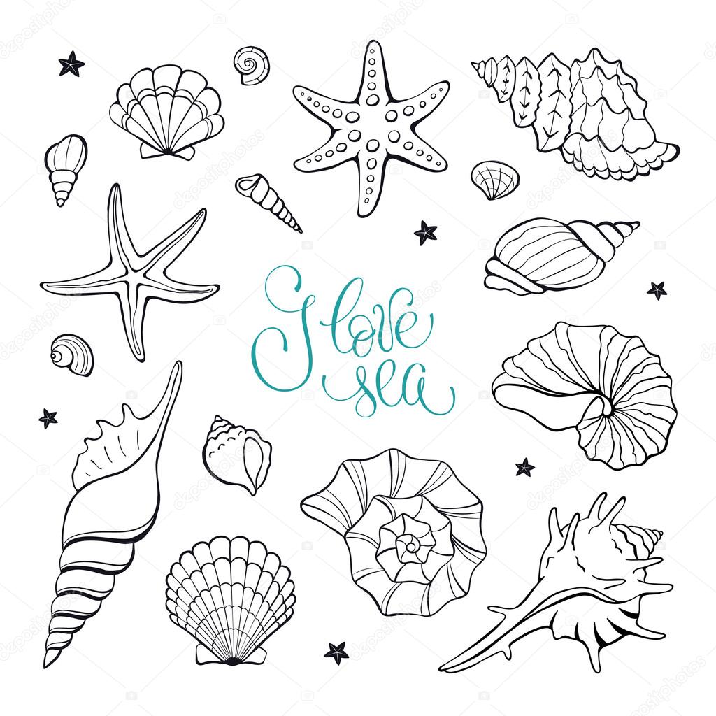 1024x1024 Sea Shells Collection Stock Vector Ollymolly