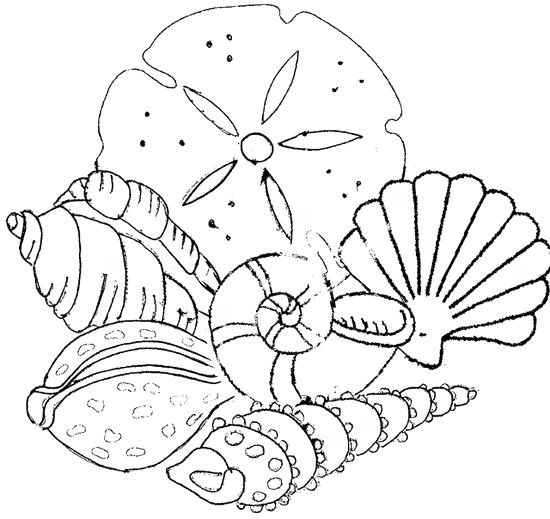 550x519 Seashell Pictures To Color Scallop Sea Shell Sketch Style Vector