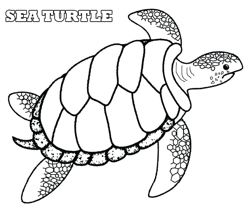 850x731 Top Seashell Coloring Pages Print Perfect Printable Best