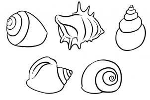 302x202 How To Draw Shells Step 5 Ocean Shell, Drawings
