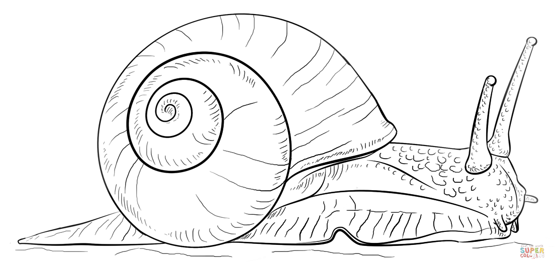 1104x536 Land Snail Coloring Page Free Printable Coloring Pages