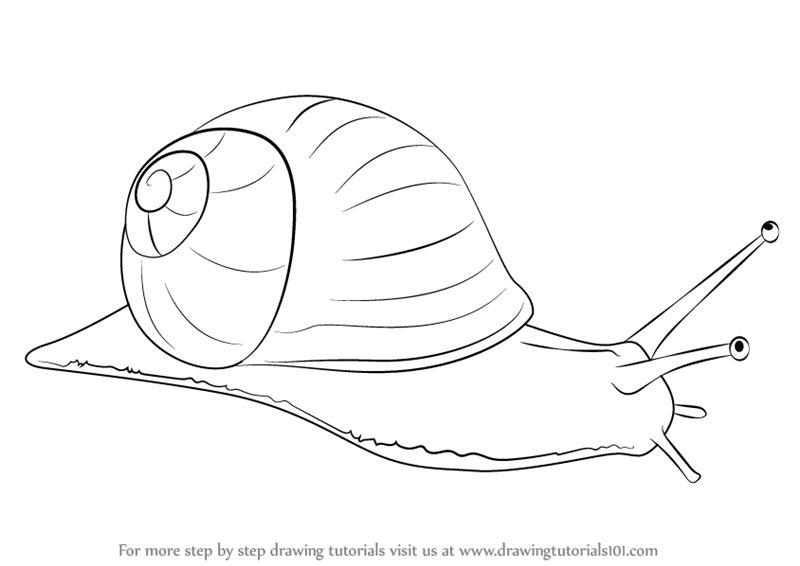 800x566 Learn How To Draw A Snail (Snails) Step By Step Drawing Tutorials