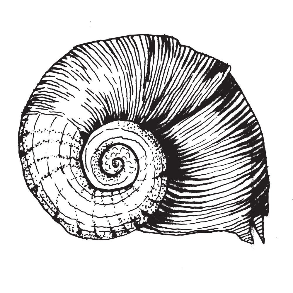 1000x1000 A Couple Different Sketches Layered. Shells, Vegetables, Lamps