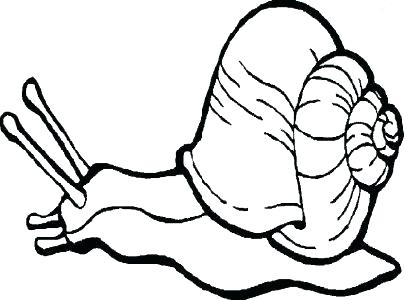 404x300 Sea Snail Coloring Page Medium Size Of Pages Colouring Impressive