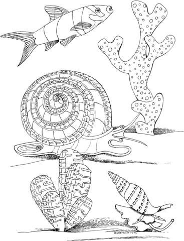 367x480 Sea Snail Marine Mollusc Coloring Page Free Printable Coloring Pages