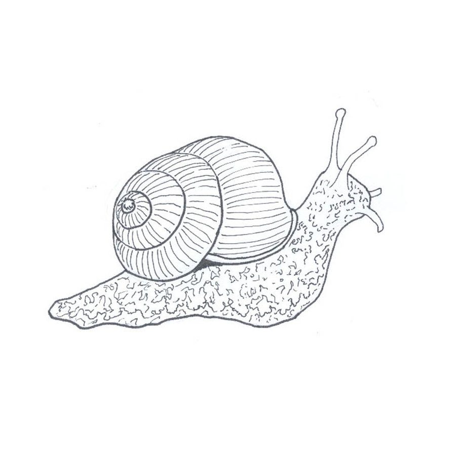 900x900 Snail Line Drawing By Fuzzbunny374