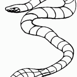 268x268 Sea Snake Coloring Pages Coloring Page For Kids