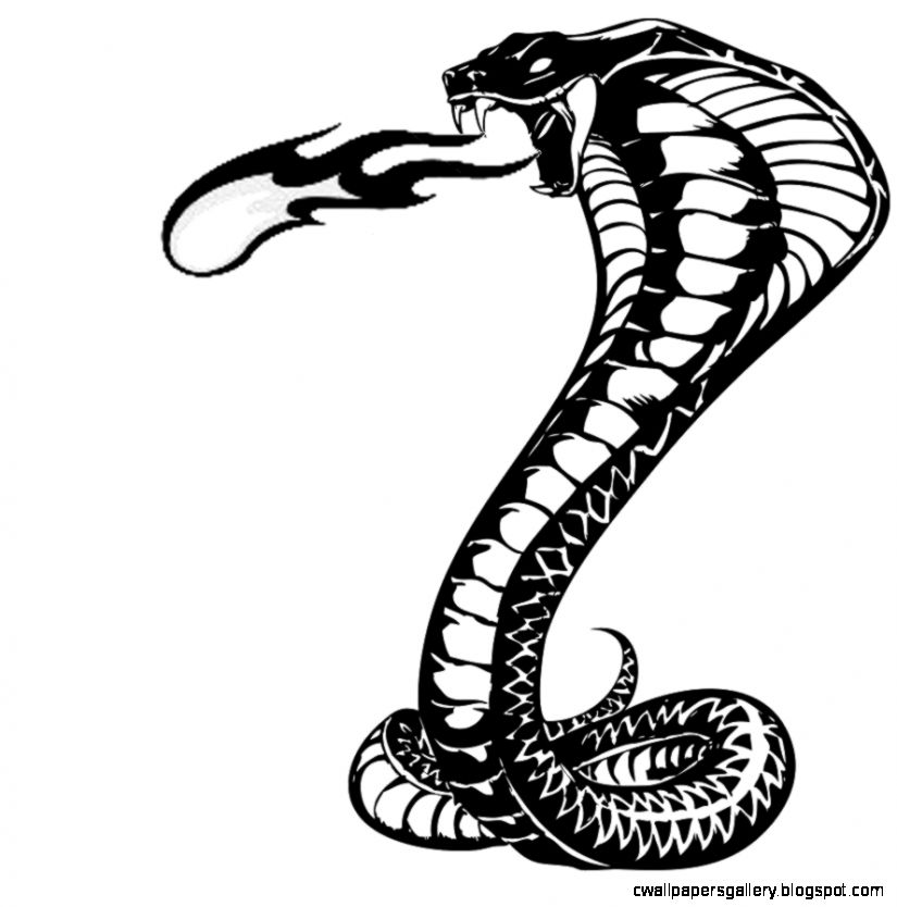 825x834 Cobra Snake Drawings Wallpapers Gallery