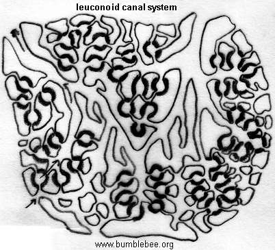 402x365 Porifera (Sponges)