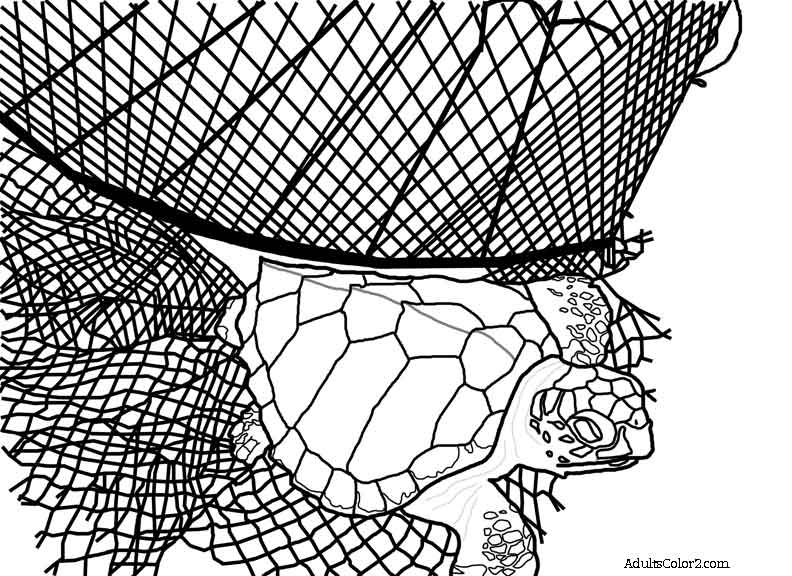 792x576 Sea Turtle Coloring Page Help Hawksbills