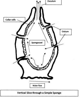 336x412 Sponge Notes