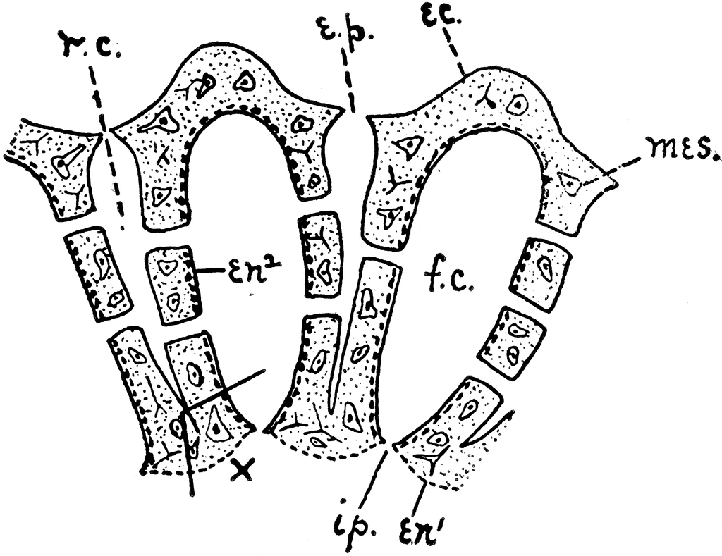 1024x789 Sycon Sponge Clipart Etc
