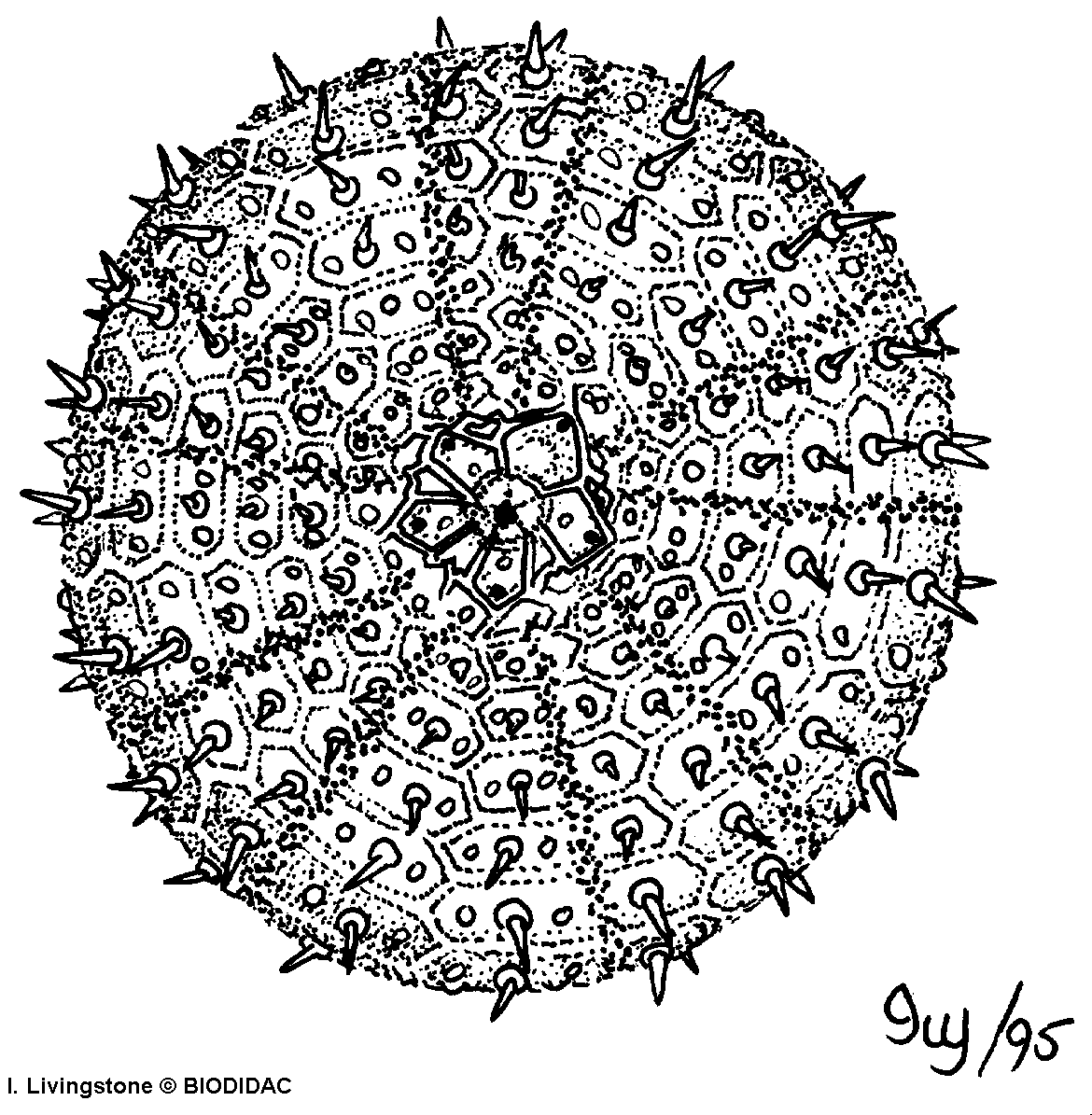 1170x1195 Laboratory 6