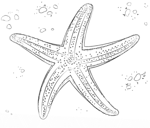 480x412 Sea Star Coloring Page Free Printable Coloring Pages