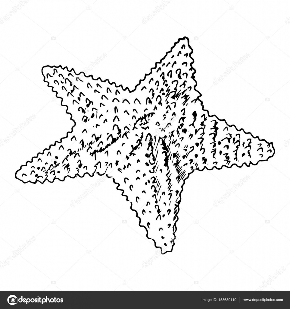 963x1024 Starfish Realistic Sketch. Sea Star, Isolated On White Stock