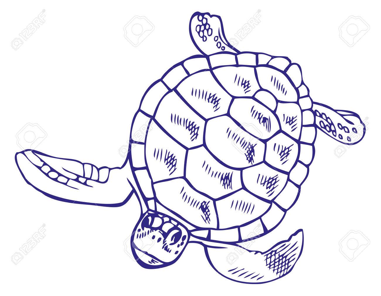 1300x1013 Hand Drawing On A White Background Sea Turtle Royalty Free