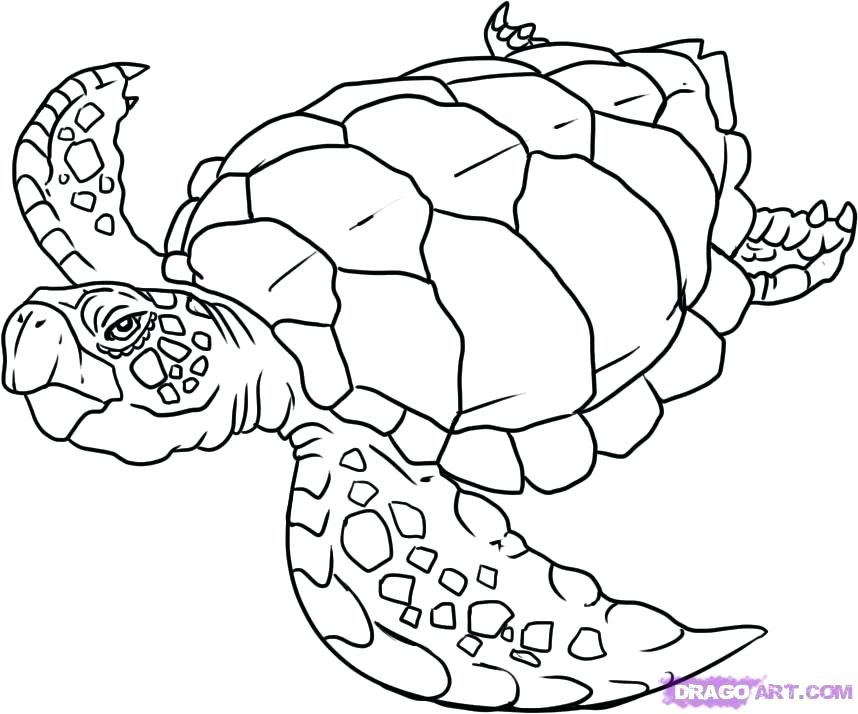 858x714 Sea Turtle Coloring Pages Sea Turtle Drawing Pictures How To Draw