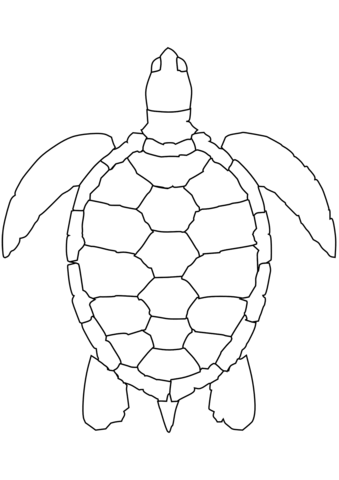 339x480 Sea Turtle Coloring Page Free Printable Coloring Pages