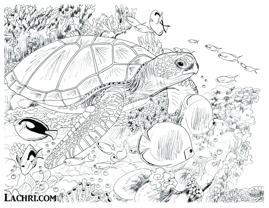 878x679 Coloring Pages Of Sea Turtles Sea Turtle Coloring Page Coloring