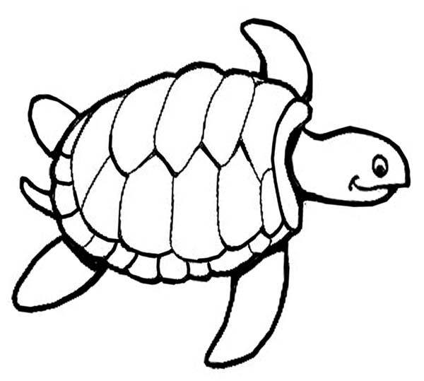 600x539 Sea Turtle Coloring Sheets Collection