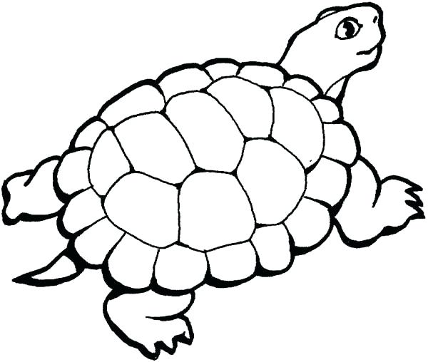 600x508 Coloring Pages Of A Turtle Turtle Coloring Pages 8 Coloring Book